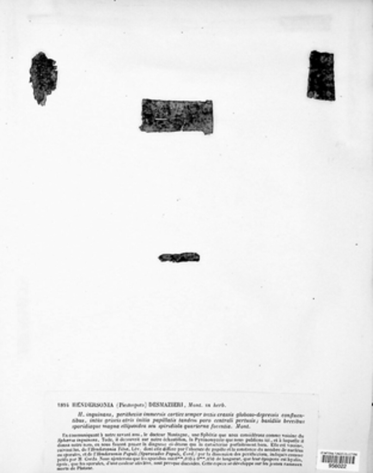 Macrodiplodiopsis desmazieri image